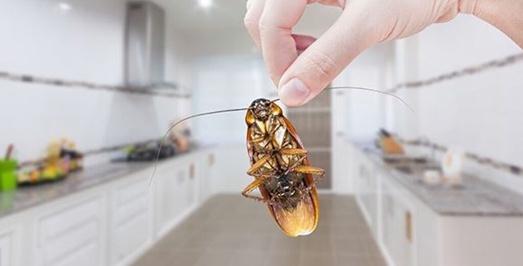 Why is it important to keep the kitchen clean to eliminate cockroaches?