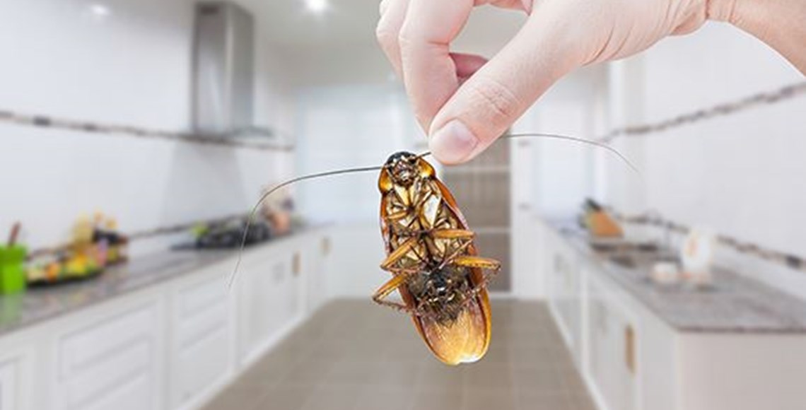 Why is it important to keep the kitchen clean to eliminate cockroaches?